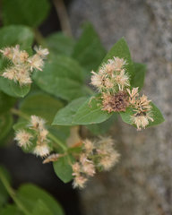 Ageratina occidentalis