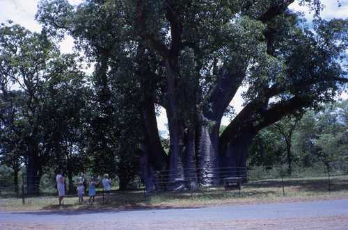Adansonia digitata