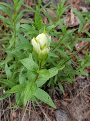Castilleja septentrionalis