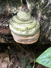 Fomes fomentarius