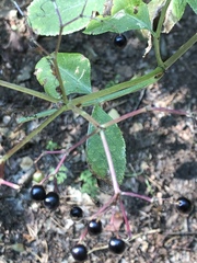 Sambucus nigra