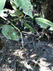 Sambucus nigra