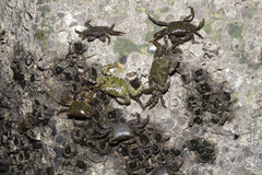 Metopograpsus