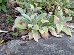 Stachys byzantina