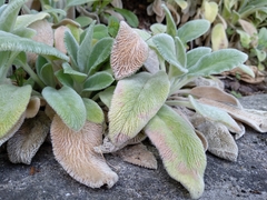 Stachys byzantina