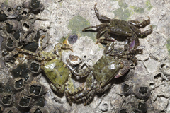 Metopograpsus