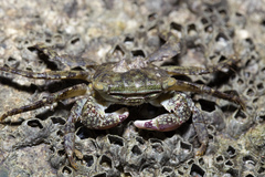 Metopograpsus