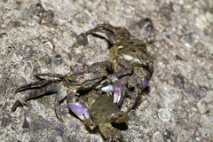 Metopograpsus