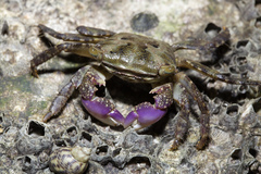 Metopograpsus