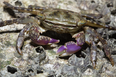 Metopograpsus