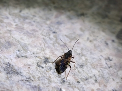 Neolethaeus dallasi