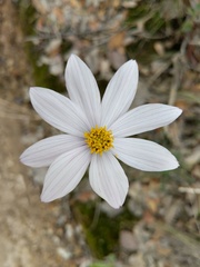 Cosmos palmeri