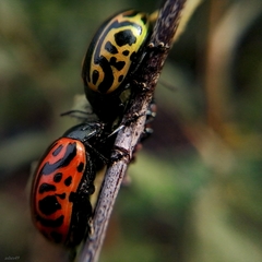 Calligrapha mexicana