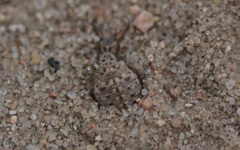 Myrmeleon bore