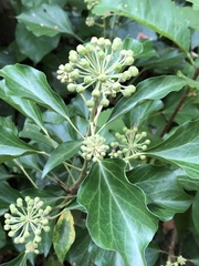 Hedera helix
