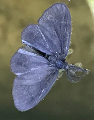 Cryptothelea nigrita