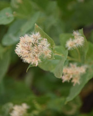 Ageratina occidentalis