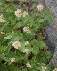 Ageratina occidentalis