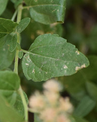 Ageratina occidentalis