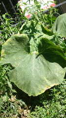 Cucurbita maxima