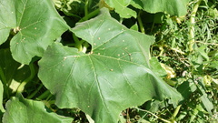 Cucurbita maxima