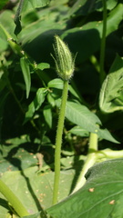 Cucurbita maxima