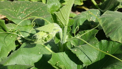 Cucurbita maxima