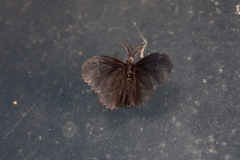 Cryptothelea nigrita