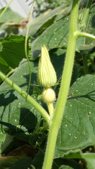 Cucurbita maxima