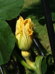 Cucurbita maxima