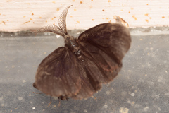 Cryptothelea nigrita