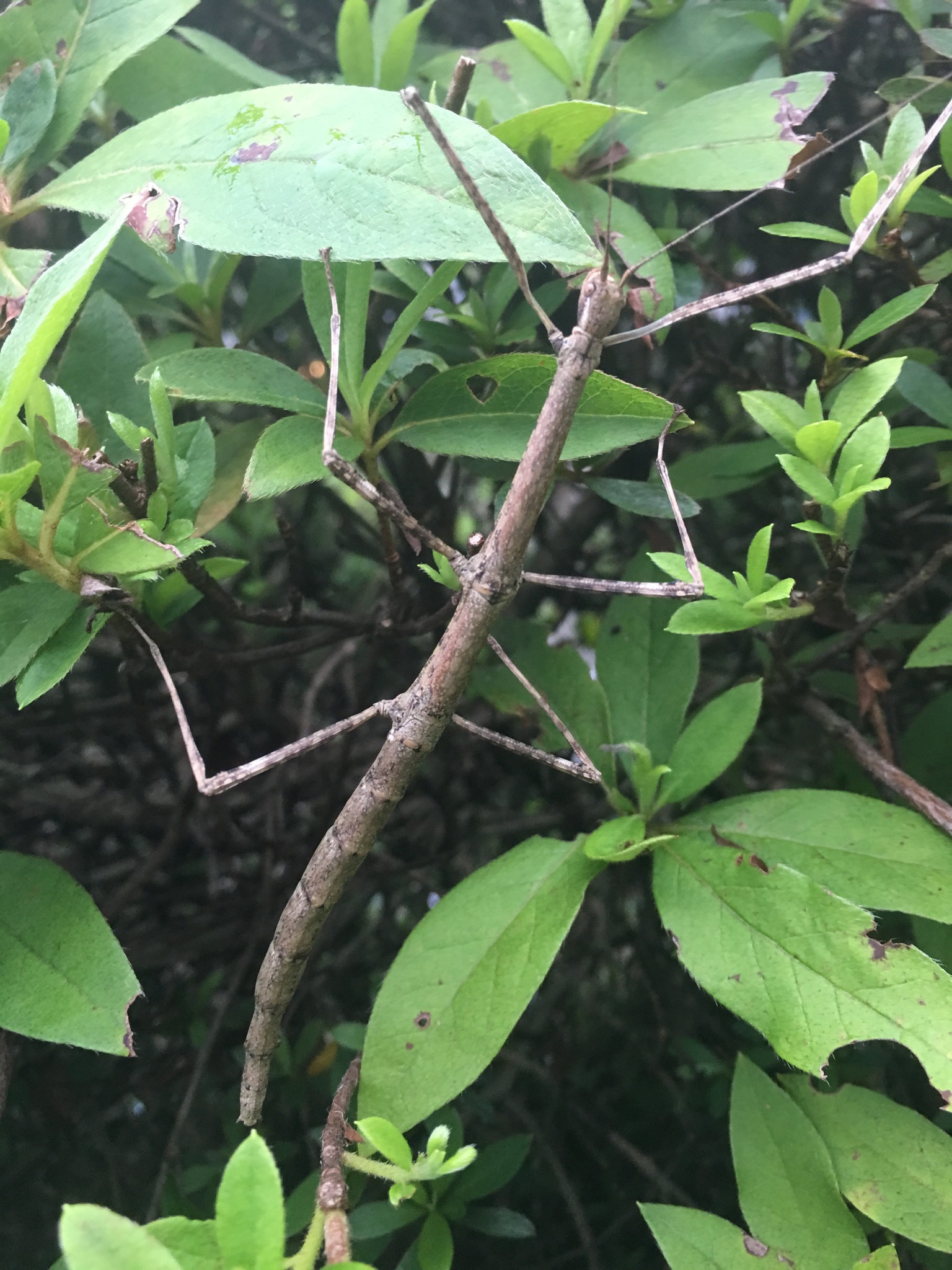 Phraortes elongatus (Thunberg, 1815)