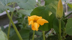 Cucurbita maxima