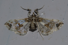 Leucinodes orbonalis