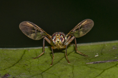 Callistomyia