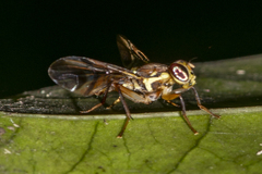 Callistomyia