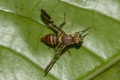 Callistomyia
