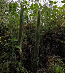 Nyctocereus serpentinus
