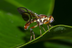 Callistomyia