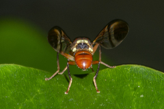 Callistomyia
