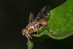 Callistomyia