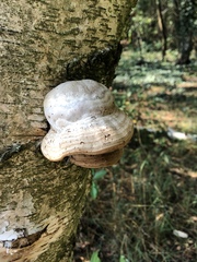 Fomes fomentarius
