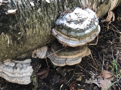 Fomes fomentarius