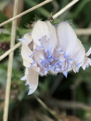 Cichorium intybus