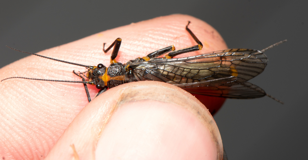 Appalachian Springfly