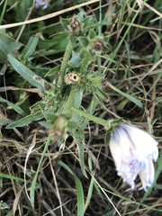 Cichorium intybus