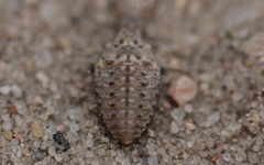 Myrmeleon bore