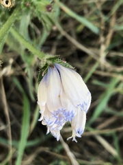 Cichorium intybus