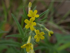 Lithospermum strictum