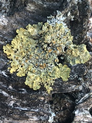 Xanthoria parietina